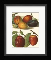 Plum Varieties I Framed Print