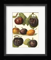 Plum Varieties II Framed Print
