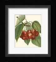 Red Cherries Fine Art Print