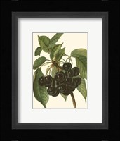 Black Cherries Fine Art Print