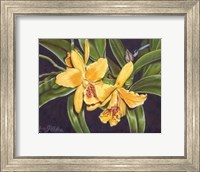 Vibrant Orchid I Fine Art Print