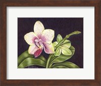 Vibrant Orchid II Fine Art Print