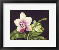Vibrant Orchid II Fine Art Print