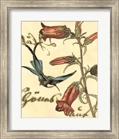 Small Hummingbird Reverie I Fine Art Print