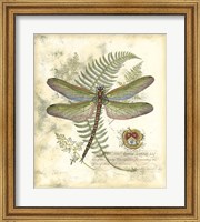 Mini Regal Dragonfly I Fine Art Print
