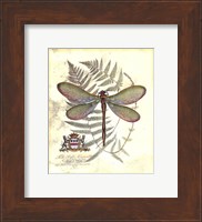 Mini Regal Dragonfly II Fine Art Print