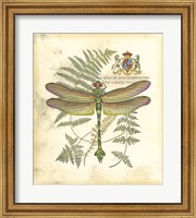 Mini Regal Dragonfly III Fine Art Print