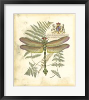 Mini Regal Dragonfly III Fine Art Print