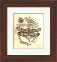 Mini Regal Dragonfly IV Fine Art Print