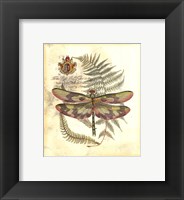 Mini Regal Dragonfly IV Fine Art Print