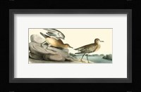 Buff Breasted Sandpiper Fine Art Print
