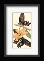 Butterflies and Flora II Fine Art Print