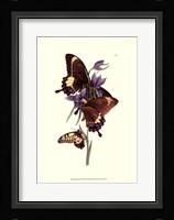 Butterflies and Flora III Fine Art Print