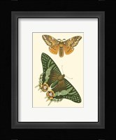 Papillion I Framed Print