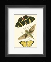 Papillion II Framed Print
