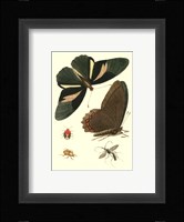 Papillion III Framed Print