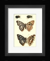 Papillion IV Framed Print