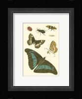 Papillion V Framed Print