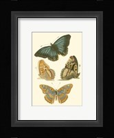 Papillion VI Framed Print
