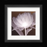 Full Bloom Awakening Fine Art Print