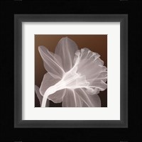 Ruffled Elegance Fine Art Print
