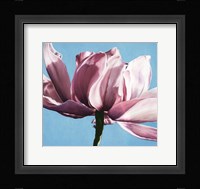 Magnolia In A Cloudless Sky Fine Art Print