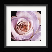White Rose At Dusk Fine Art Print