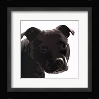 Staffordshire Bull Framed Print