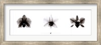 X-Ray Orchid Triptych Fine Art Print