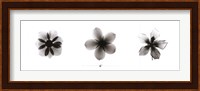 X-Ray Frangipani Triptych Fine Art Print