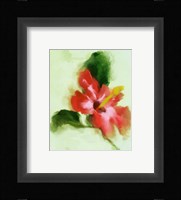 Hibiscus Framed Print