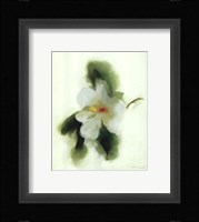 Magnolia Framed Print