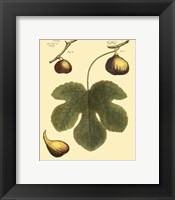 Fig Leaf I Framed Print