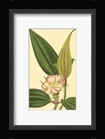 Tropical Ambrosia I Fine Art Print