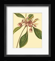 Tropical Ambrosia III Fine Art Print