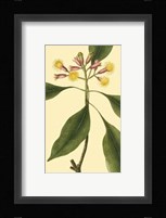 Tropical Ambrosia IV Fine Art Print