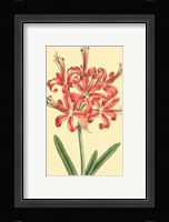 Le Fleur Rouge I Fine Art Print