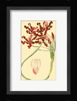 Le Fleur Rouge II Fine Art Print