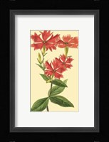 Le Fleur Rouge III Fine Art Print