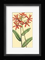 Le Fleur Rouge IV Fine Art Print