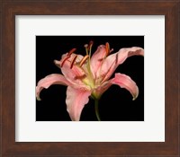 Dream Lilies II Fine Art Print