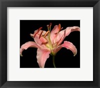 Dream Lilies II Fine Art Print