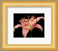 Dream Lilies II Fine Art Print