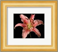 Dream Lilies IV Fine Art Print