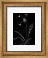 Dandelion Garden I Fine Art Print