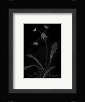 Dandelion Garden I Fine Art Print