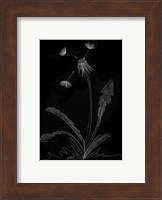 Dandelion Garden I Fine Art Print