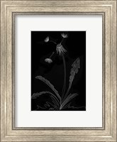 Dandelion Garden I Fine Art Print