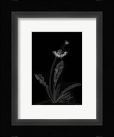Dandelion Garden II Fine Art Print