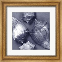 Shell Convergence III Fine Art Print